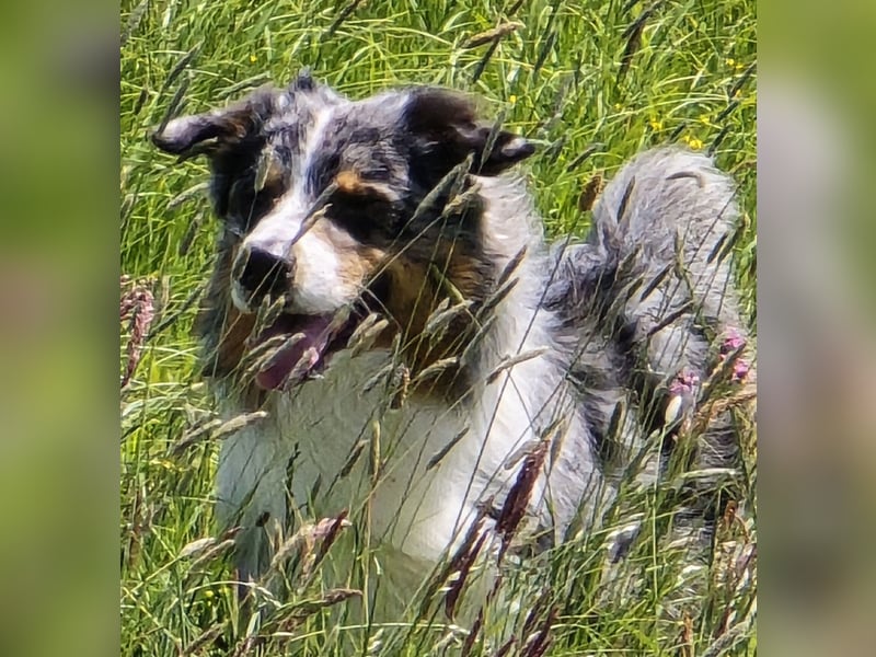 Deckrüde Australian Shepherd Blue Merle MADDOX