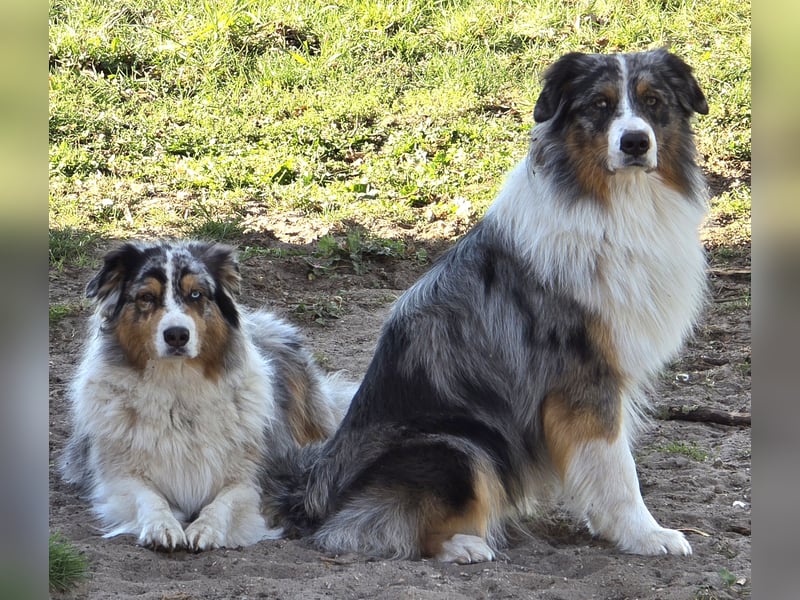 Deckrüde Australian Shepherd Blue Merle MADDOX