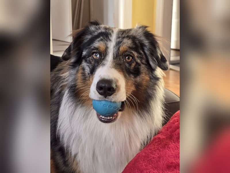 Deckrüde Australian Shepherd Blue Merle MADDOX