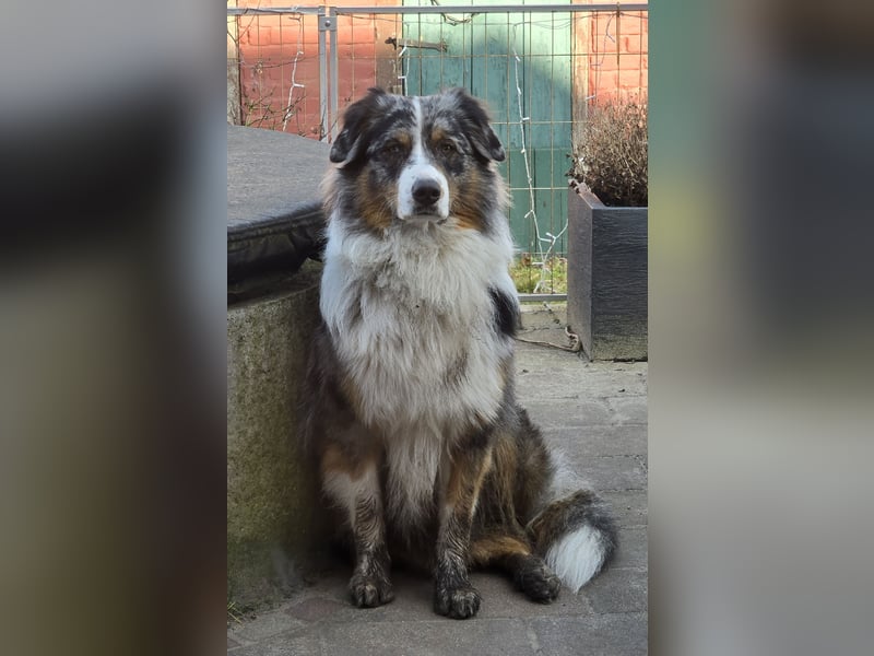 Deckrüde Australian Shepherd Blue Merle MADDOX