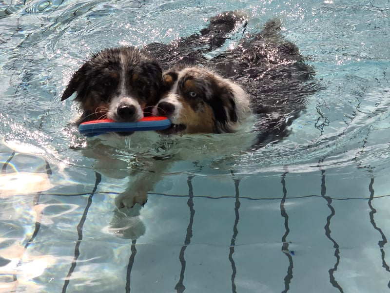 Deckrüde Australian Shepherd Blue Merle MADDOX