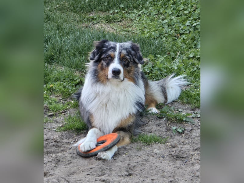 Deckrüde Australian Shepherd Blue Merle MADDOX