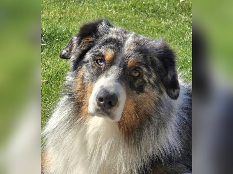 Deckrüde Australian Shepherd Blue Merle MADDOX