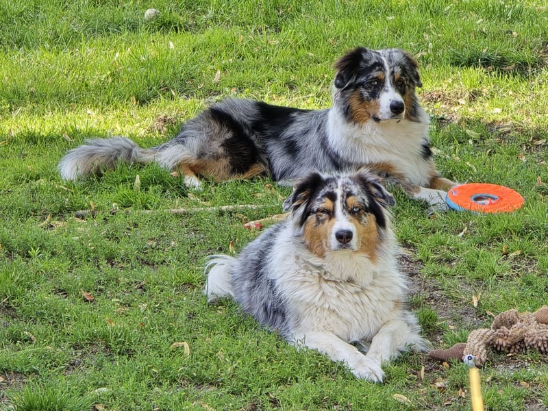 Deckrüde Australian Shepherd Blue Merle MADDOX
