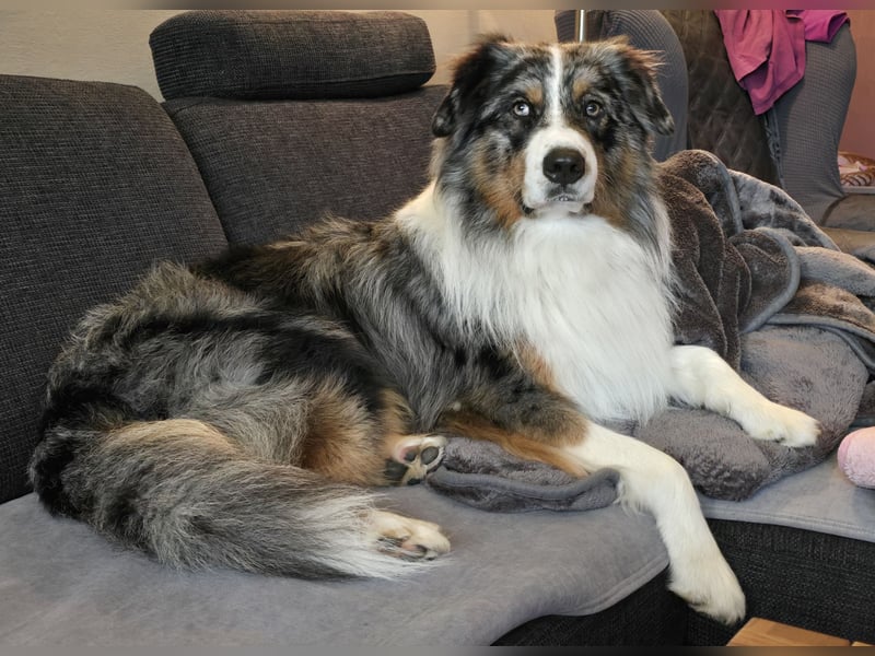 Deckrüde Australian Shepherd Blue Merle MADDOX