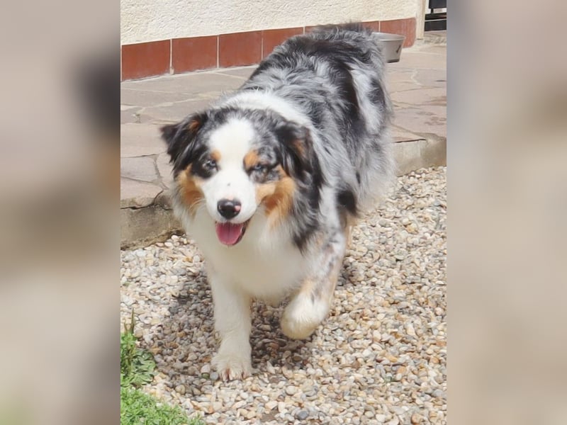 Australian Shepherd Deckrüde, ASCA, blue merle, ohne Gendefekte