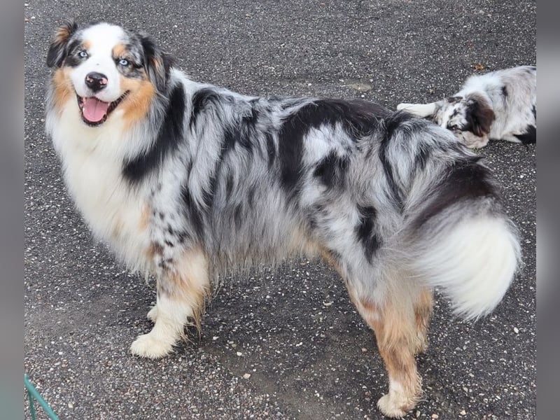 Australian Shepherd Deckrüde, ASCA, blue merle, ohne Gendefekte