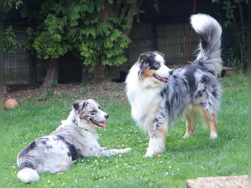 Australian Shepherd Deckrüde, ASCA, blue merle, ohne Gendefekte