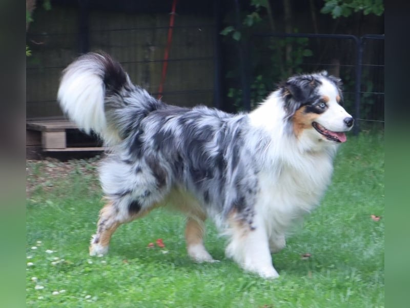 Australian Shepherd Deckrüde, ASCA, blue merle, ohne Gendefekte