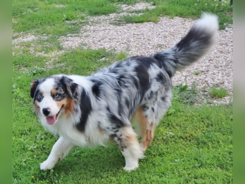 Australian Shepherd Deckrüde, ASCA, blue merle, ohne Gendefekte