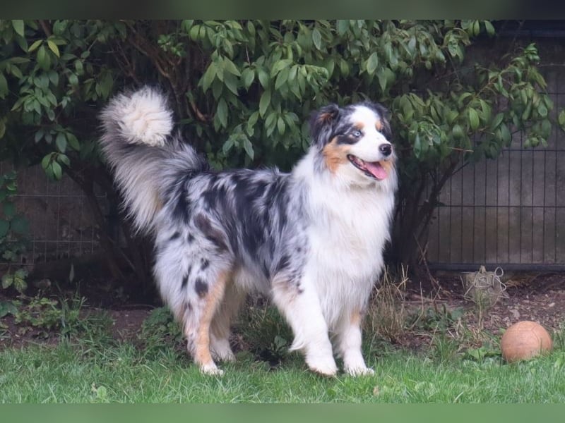 Australian Shepherd Deckrüde, ASCA, blue merle, ohne Gendefekte