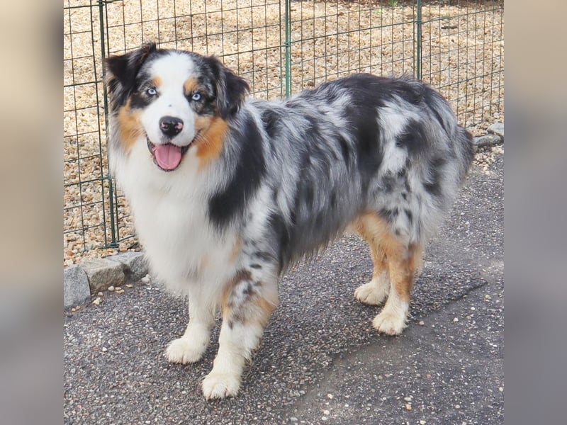 Australian Shepherd Deckrüde, ASCA, blue merle, ohne Gendefekte