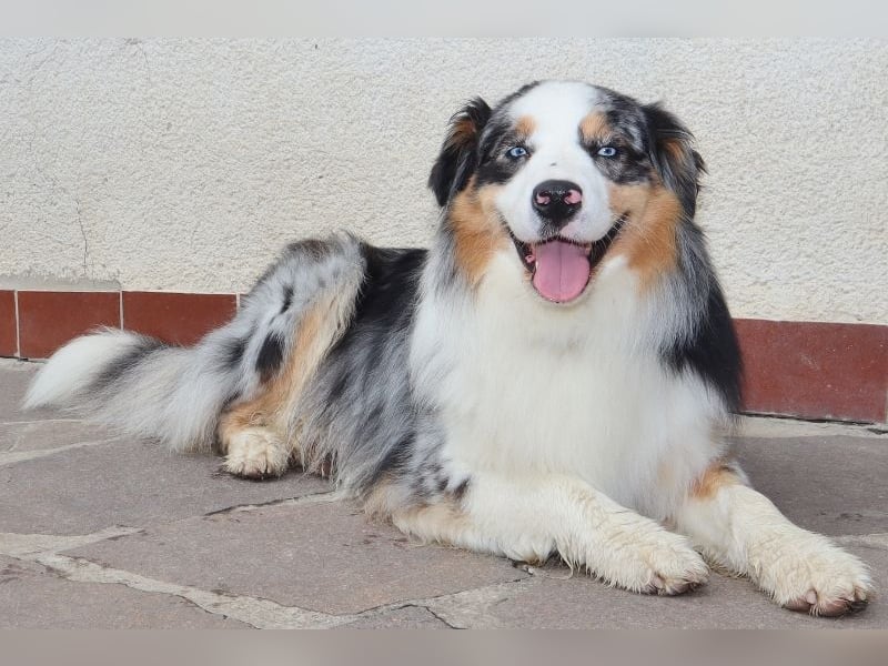 Australian Shepherd Deckrüde, ASCA, blue merle, ohne Gendefekte