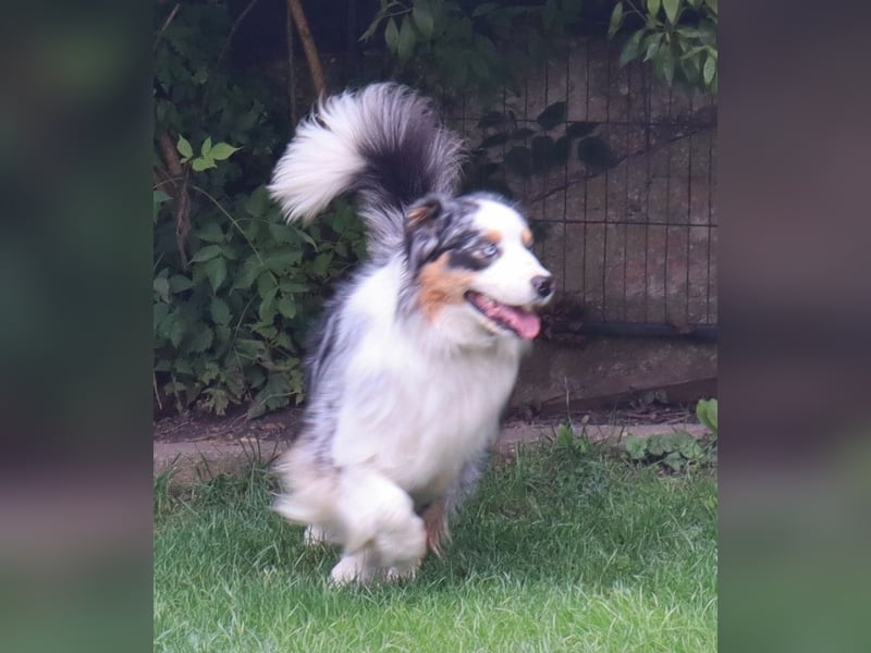 Australian Shepherd Deckrüde, ASCA, blue merle, ohne Gendefekte