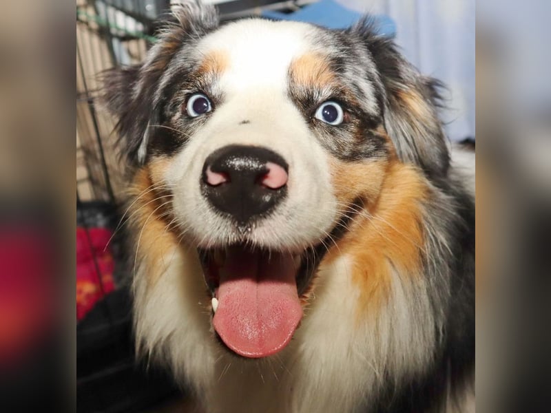 Australian Shepherd Deckrüde, ASCA, blue merle, ohne Gendefekte