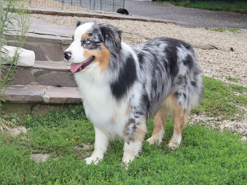 Australian Shepherd Deckrüde, ASCA, blue merle, ohne Gendefekte