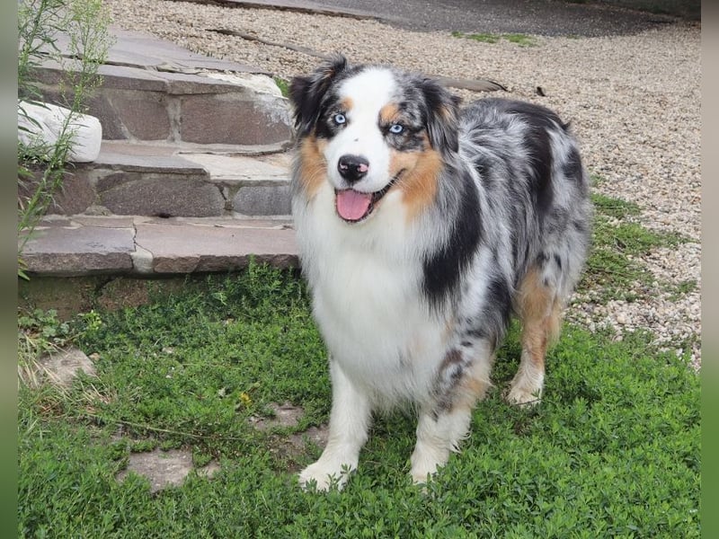 Australian Shepherd Deckrüde, ASCA, blue merle, ohne Gendefekte