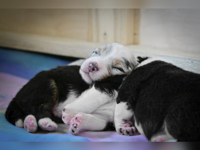 Australian Shepherd Welpen aus VDH-/CASD-Zucht in Thüringen
