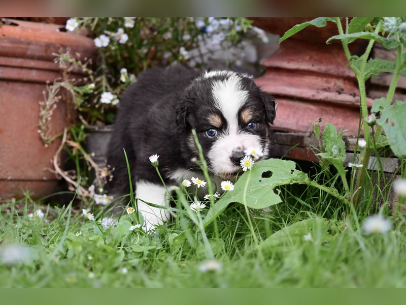 Australian Shepherd Welpen aus VDH-/CASD-Zucht in Thüringen