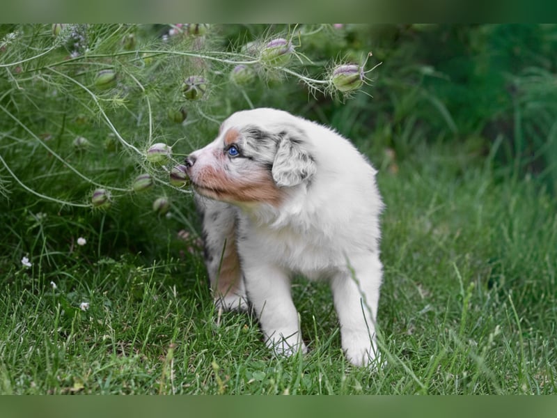 Australian Shepherd Welpen aus VDH-/CASD-Zucht in Thüringen