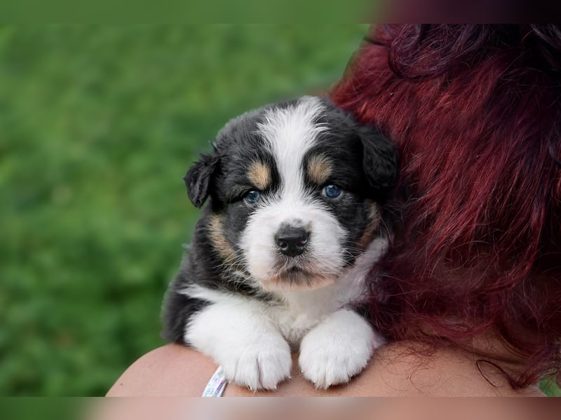 Australian Shepherd Welpen aus VDH-/CASD-Zucht in Thüringen