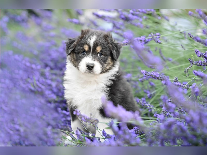 Australian Shepherd Welpen aus VDH-/CASD-Zucht in Thüringen