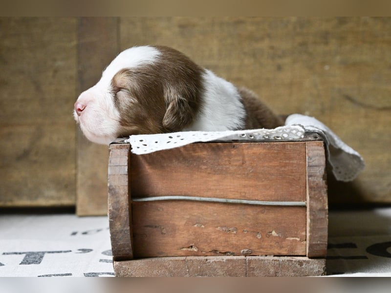 Australian Shepherd Welpen aus VDH-/CASD-Zucht in Thüringen