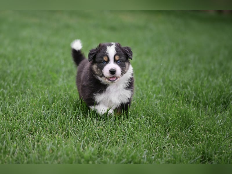 Australian Shepherd Welpen aus VDH-/CASD-Zucht in Thüringen
