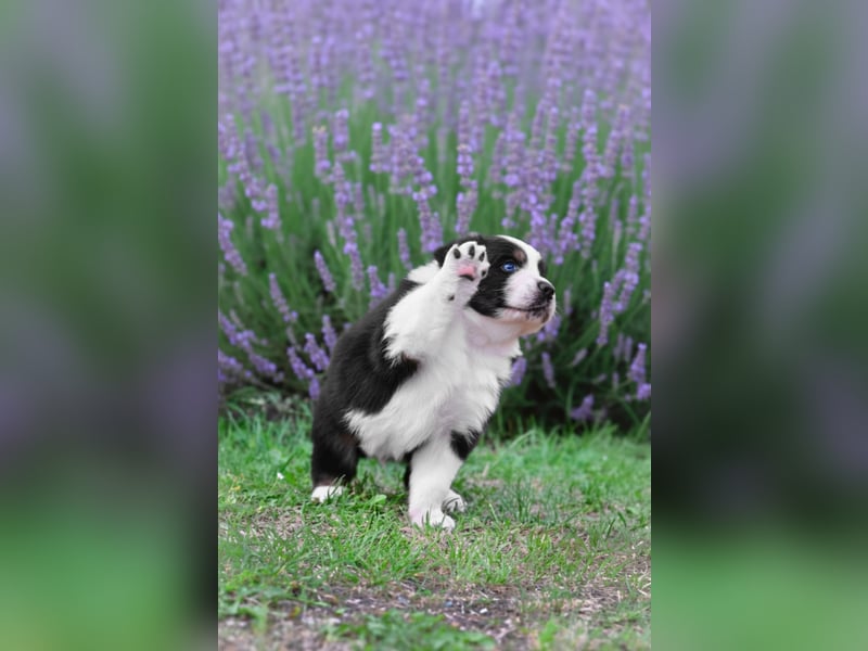 Australian Shepherd Welpen aus VDH-/CASD-Zucht in Thüringen