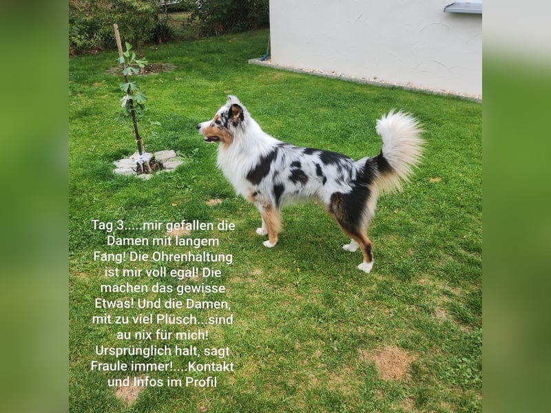 ASCA Australian shephard DNA/CP