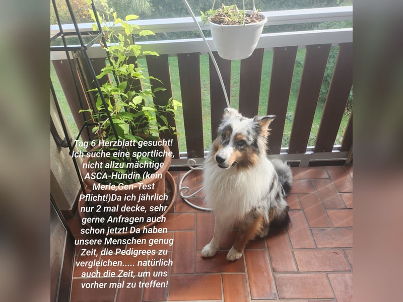 ASCA Australian shephard DNA/CP