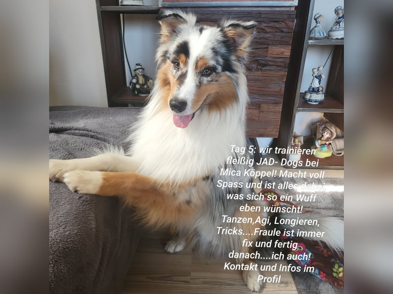 ASCA Australian shephard DNA/CP
