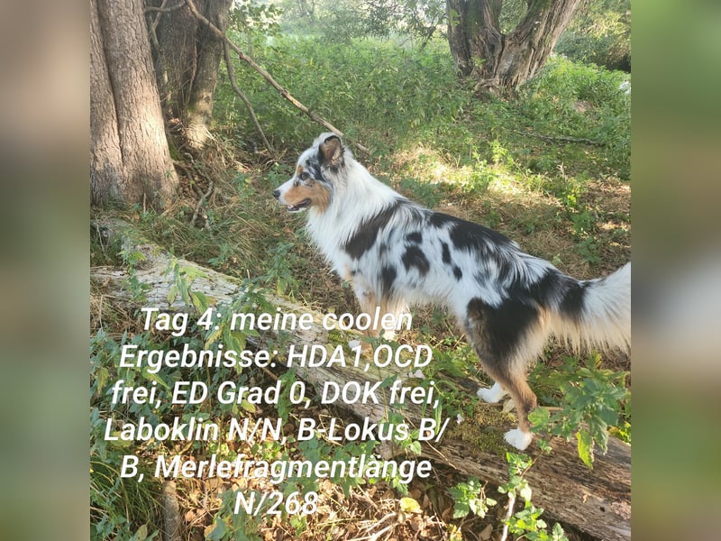ASCA Australian shephard DNA/CP