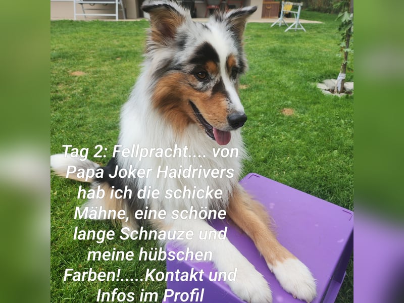 ASCA Australian shephard DNA/CP
