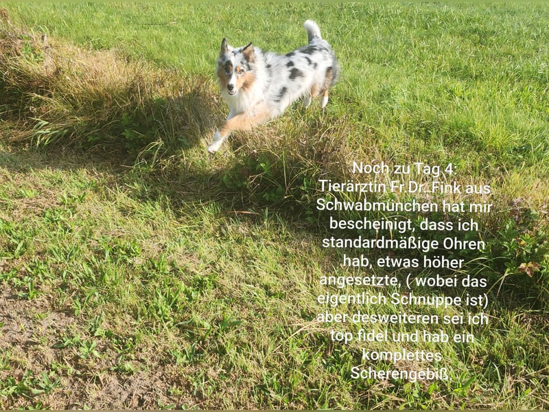 ASCA Australian shephard DNA/CP