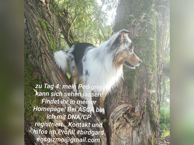 ASCA Australian shephard DNA/CP