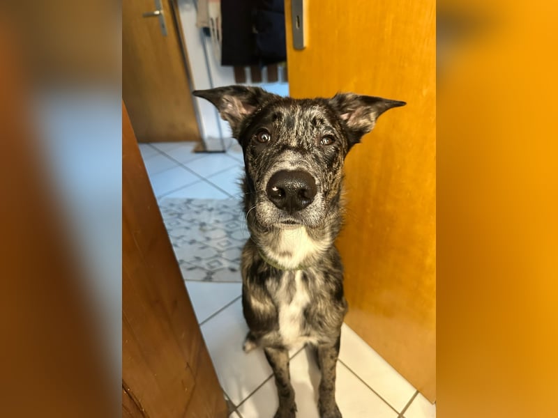 Loki möchte dein Herz erobern