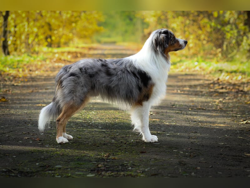 Erfahrener Blue Merle Standard Australian Shepherd Deckrüde Rotträger Aussie