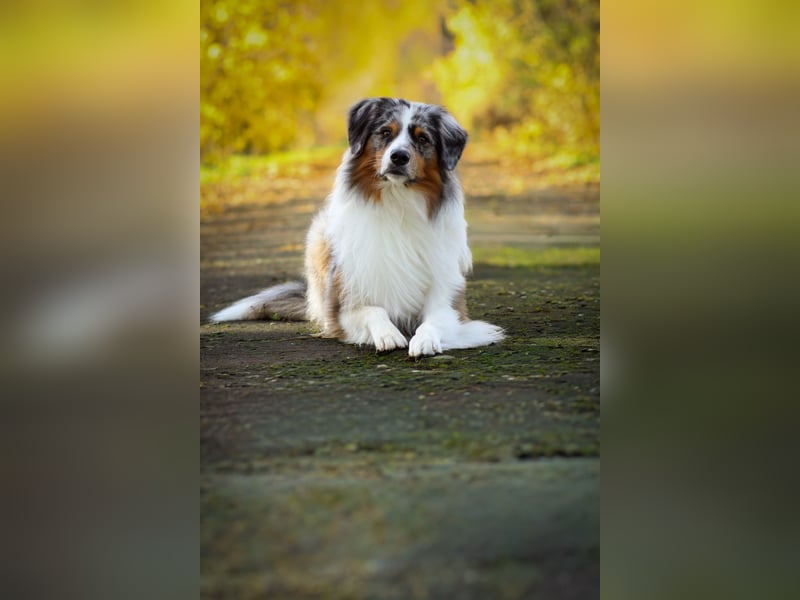Erfahrener Blue Merle Standard Australian Shepherd Deckrüde Rotträger Aussie