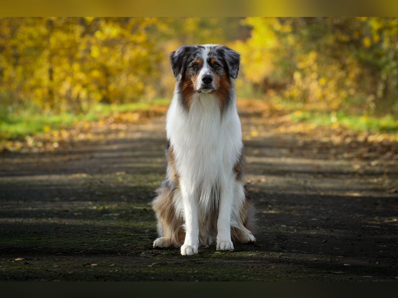 Erfahrener Blue Merle Standard Australian Shepherd Deckrüde Rotträger Aussie