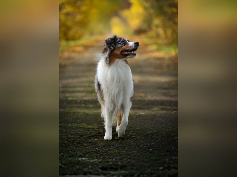 Erfahrener Blue Merle Standard Australian Shepherd Deckrüde Rotträger Aussie