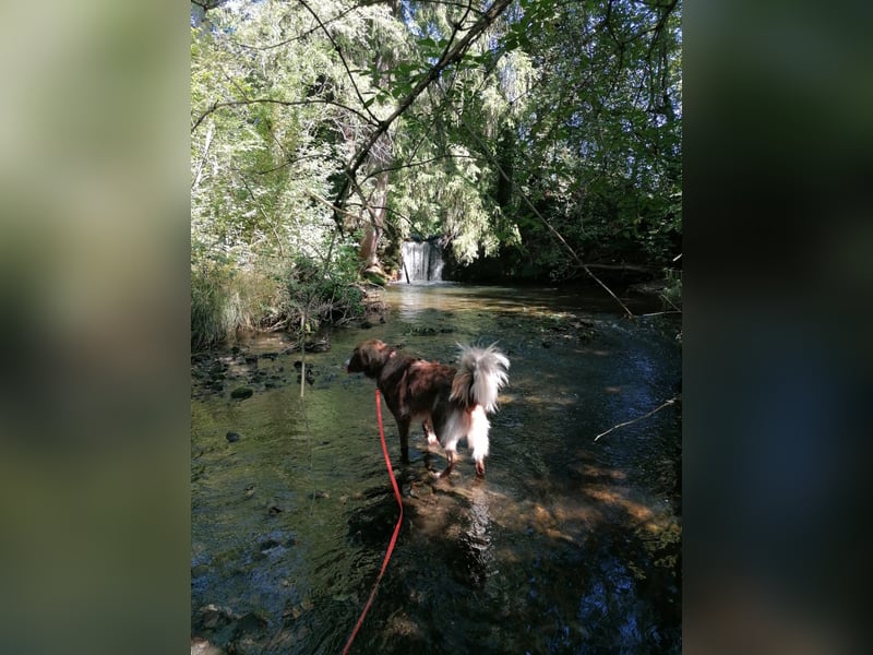 Vermittlungshilfe Aramis in 88239 Amtzell