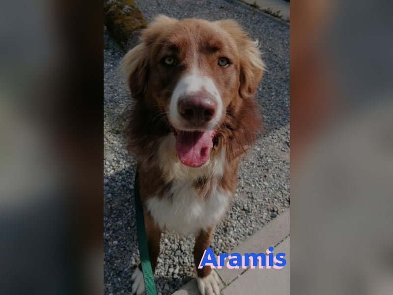 Aramis - lernwillig und wachsam