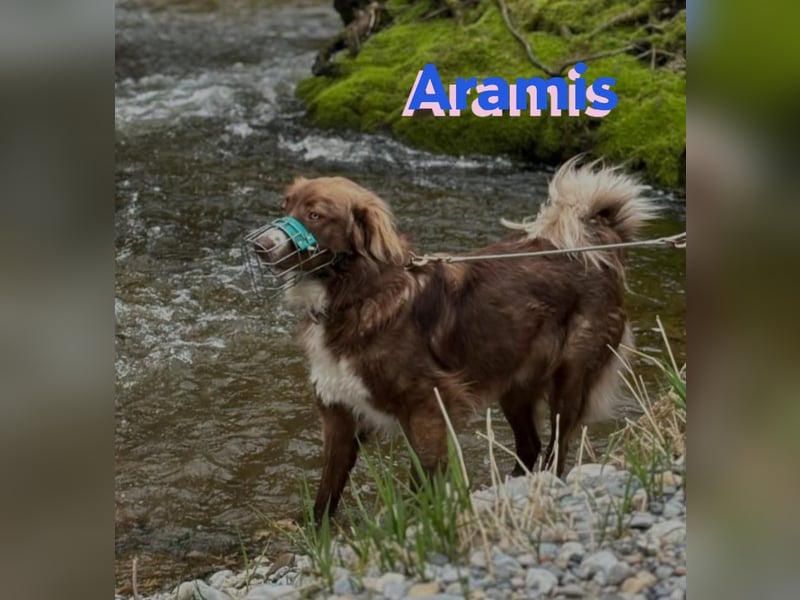 Vermittlungshilfe Aramis; 88239 Amtzell