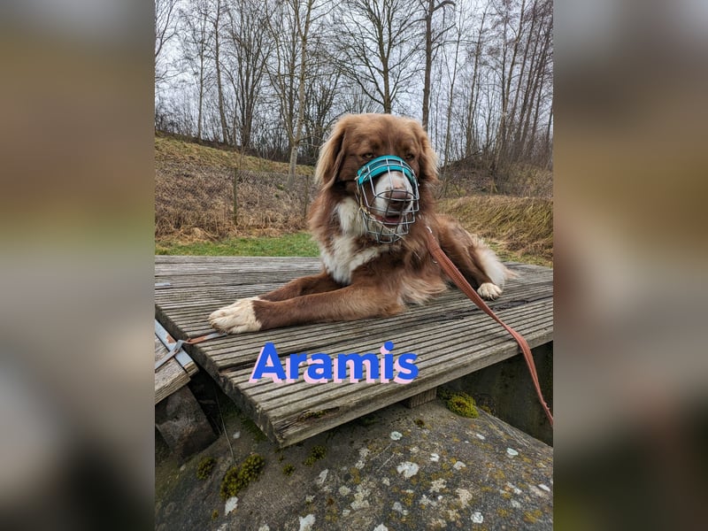 Vermittlungshilfe Aramis in 88239 Amtzell