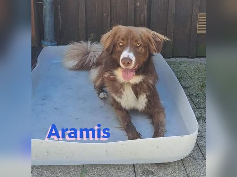 Vermittlungshilfe Aramis in 88239 Amtzell