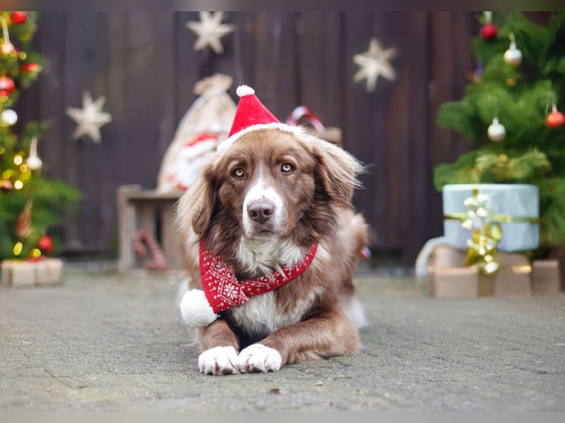 Vermittlungshilfe Aramis in 88239 Amtzell