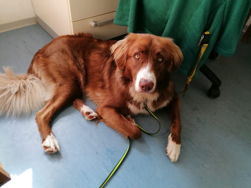 Vermittlungshilfe Aramis in 88239 Amtzell