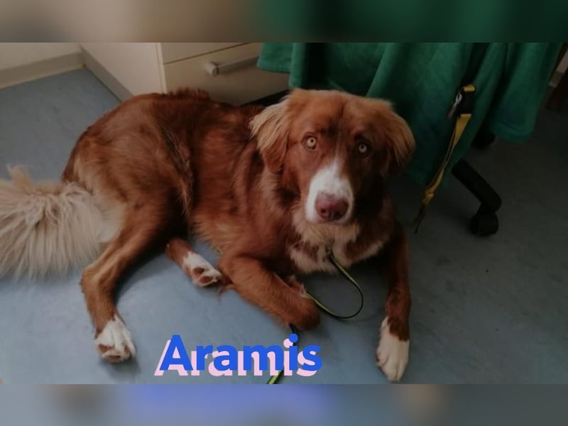 Aramis - lernwillig und wachsam