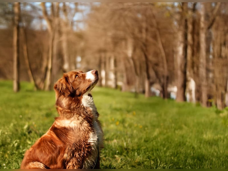 Vermittlungshilfe Aramis in 88239 Amtzell